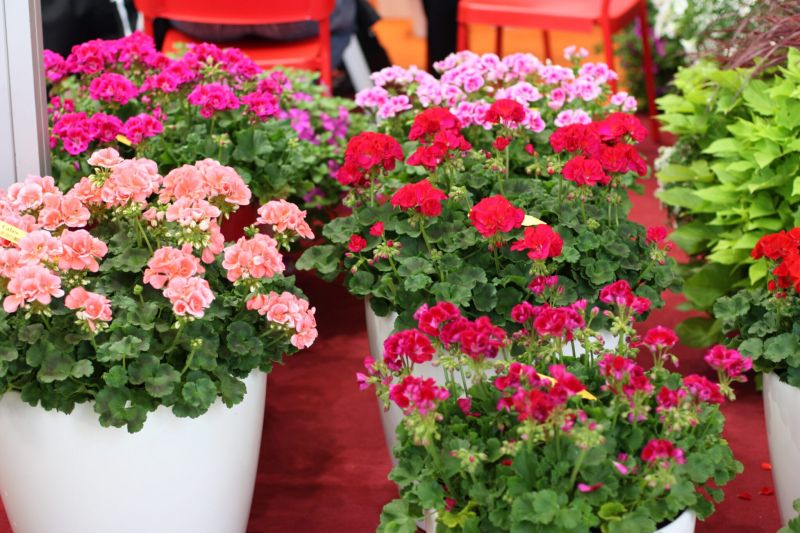 PELARGONIJOS: KAIP PRIŽIŪRĖTI ŽIEMĄ?