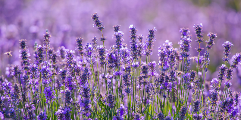 KVAPNUSIS VIOLETINIS AUGALAS: KAIP UŽSIAUGINTI LEVANDŲ ROJŲ SAVO SODE?
