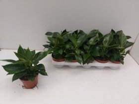 Kambarinis augalas, filodendras "Birkin", vazonėlio skersmuo 12 cm.