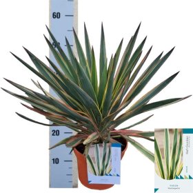 Žolinis augalas, juka "Gloriosa", vazonėlio skersmuo 23 cm.