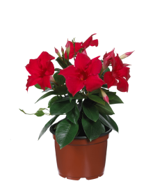 Vienmetė gėlė, mandevilė, vazonėlio skersmuo 12 cm.