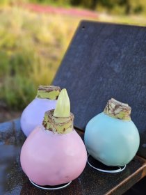 Kambarinis augalas, vaškuotas meilenis (amarilis), Ø 30-32 cm.