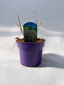 Žolinis augalas, miskantas kininis "Kleine Fontane", vazonas 2 l.