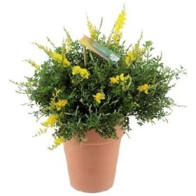 Dekoratyvinis krūmas, prožirnis (raipstas), vazonėlio skersmuo 17 cm.