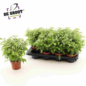 Kambarinis augalas, fikusas "Kinky", vazonėlio skersmuo 12 cm.