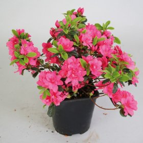Dekoratyvinis krūmas, japoninė azalija "Maruschka", vazonas 2 l.