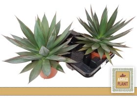 Kambarinis augalas, agava amerikinė "Shaka Zulu", vazonėlio skersmuo 15 cm.