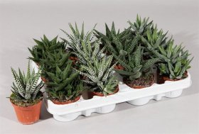 Kambarinis augalas, avortija, įvairios, vazonėlio skersmuo 8 cm.