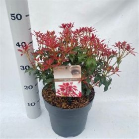 Dekoratyvinis krūmas, pieris "Mountain Fire", vazono skersmuo 23 cm.