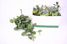 Kambarinis augalas, skindapas "Trebie", vazonėlio skersmuo 15 cm.