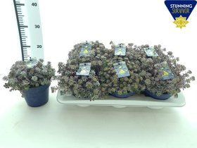 Daugiametė gėlė, šilokas "Purpureum", vazonėlio skersmuo 15 cm.