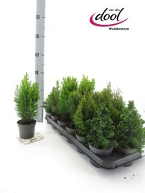 Spygliuotis, įvairūs, vazonėlio skersmuo 9 cm.