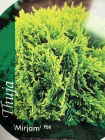 Spygliuotis, tuja rutulinė "Mirjam", vazonėlio skersmuo 21 cm.
