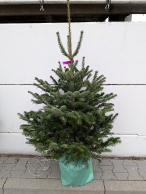 Kaukazinis kėnis (Abies nordmanniana) vazone, aukštis 100 -125 cm.