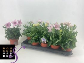 Daugiametė gėlė, plačiavarpis, vazonėlio skersmuo 12 cm.