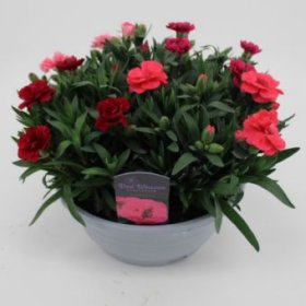 Daugiametė gėlė, gvazdikas, įvairūs, vazonėlio skersmuo 21 cm.