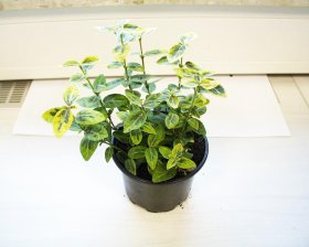 Dekoratyvinis krūmas, fortūno ožekšnis "Emerald"n Gold", vazono skersmuo 10,5 cm.