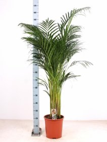 Kambarinis augalas, gelsvasis dipsis, vazonėlio skersmuo 27 cm.