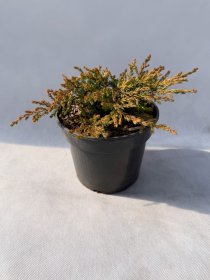 Spygliuotis, kadagys paprastasis "Goldschatz", vazonas 3 l.