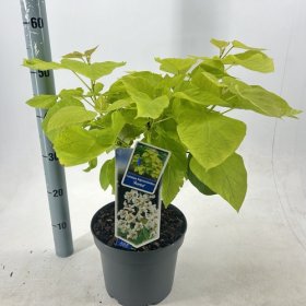 Dekoratyvinis medis, katalpa paprastoji "Aurea", vazonėlio skersmuo 23 cm.