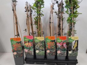 Lauko augalas, sausmedis "Lonicera", vazonėlio skersmuo 14 cm.