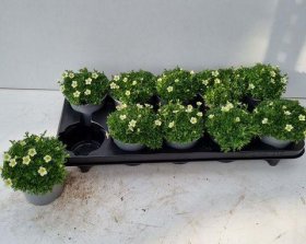 Alpinariumo augalas, uolaskėlė, baltos sp., vazonėlio skersmuo 11 cm.