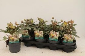 Daugiametė gėlė, eleboras "Purple Price", vazonėlio skersmuo 13 cm.