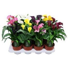 Kambarinis augalas, kalija, vazonėlio skersmuo 13 cm.