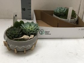 Kambarinis augalas, kalvorė (eševerija) kompozicija, vazonėlio skersmuo 19 cm.