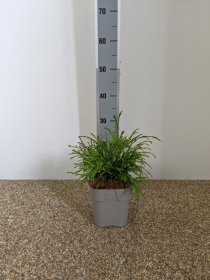 Spygliuotis, tuja didžioji "Kagers Beauty", vazonėlio skersmuo 23 cm.