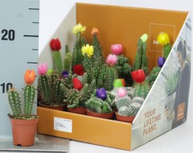 Kambarinis augalas, kaktusas "Versierd", vazonėlio skersmuo 5 cm.