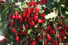 Vaismedis, vyšnia “Vytėnų žvaigždė” (Prunus cerasus)