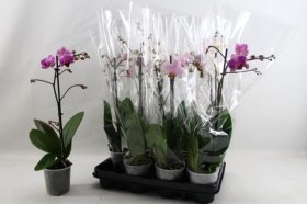 Kambarinis augalas, orchidėja (1 stiebas), vazonėlio skersmuo 9 cm.