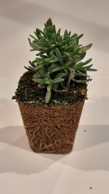 Daugiametės gėlės daigelis, tikroji levanda "Ellagance Purple"