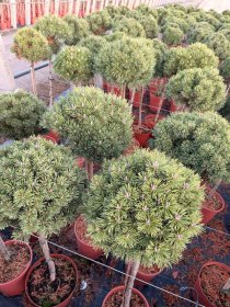 Spygliuotis, pušis kablelinė "Nana", ant stiebo, vazonėlio skersmuo 28 cm.