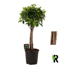 Kambarinis augalas, fikusas "Nitida", vazonėlio skersmuo 21 cm.