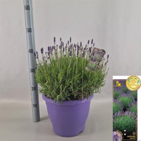 Daugiametė gėlė, levanda "Hidcote", vazonėlio skersmuo 27 cm.
