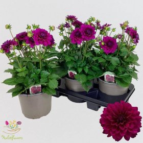 Vienmetė gėlė, jurginas "Lab Gr Purple", vazonėlio skersmuo 19 cm.