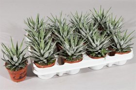 Kambarinis augalas, avortija "Alba", vazonėlio skersmuo 8 cm.