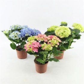 Kambarinis augalas, hortenzija (3+ žiedai), vazonėlio skersmuo 10 cm.