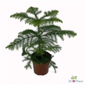 Kambarinis augalas, araukarija, vazonėlio skersmuo 14 cm.