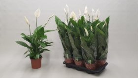 Kambarinis augalas, spatifilis "Verdi", keraminiame vazonėlyje, vazonėlio skersmuo 17 cm.