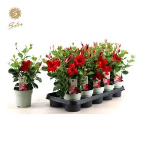 Vienmetė gėlė, mandevila, vazonėlio skersmuo 12 cm.