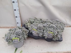 Alpinariumo augalas, šilokas, įvairūs, vazonėlio skersmuo 15 cm.