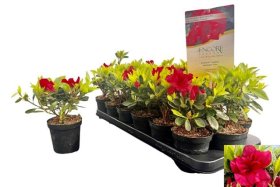 Dekoratyvinis krūmas, azalija "Aut Fire", vazonėlio skersmuo 9 cm.