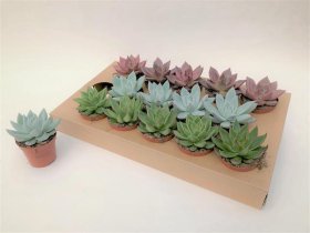 Kambarinis augalas, kalvorė (eševerija), vazonėlio skersmuo 8 cm.