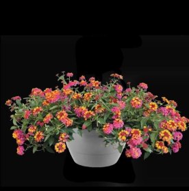 Vienmetė gėlė, lantana, pakabinamame vazonėlyje, vazonėlio skersmuo 23 cm.