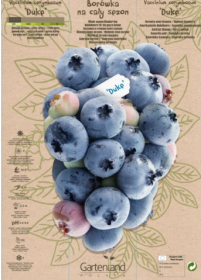 Vaiskrūmis, šilauogė "Duke", kartoninė tūtelė