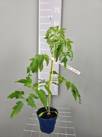 Daržovių sodinukai, pomidorai, vazonėlio skersmuo 13 cm.