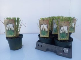 Žolinis augalas, kortaderija "Alba", vazonėlio skersmuo 19 cm.